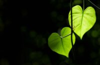 contact-leaves-RT_MAXSIZE