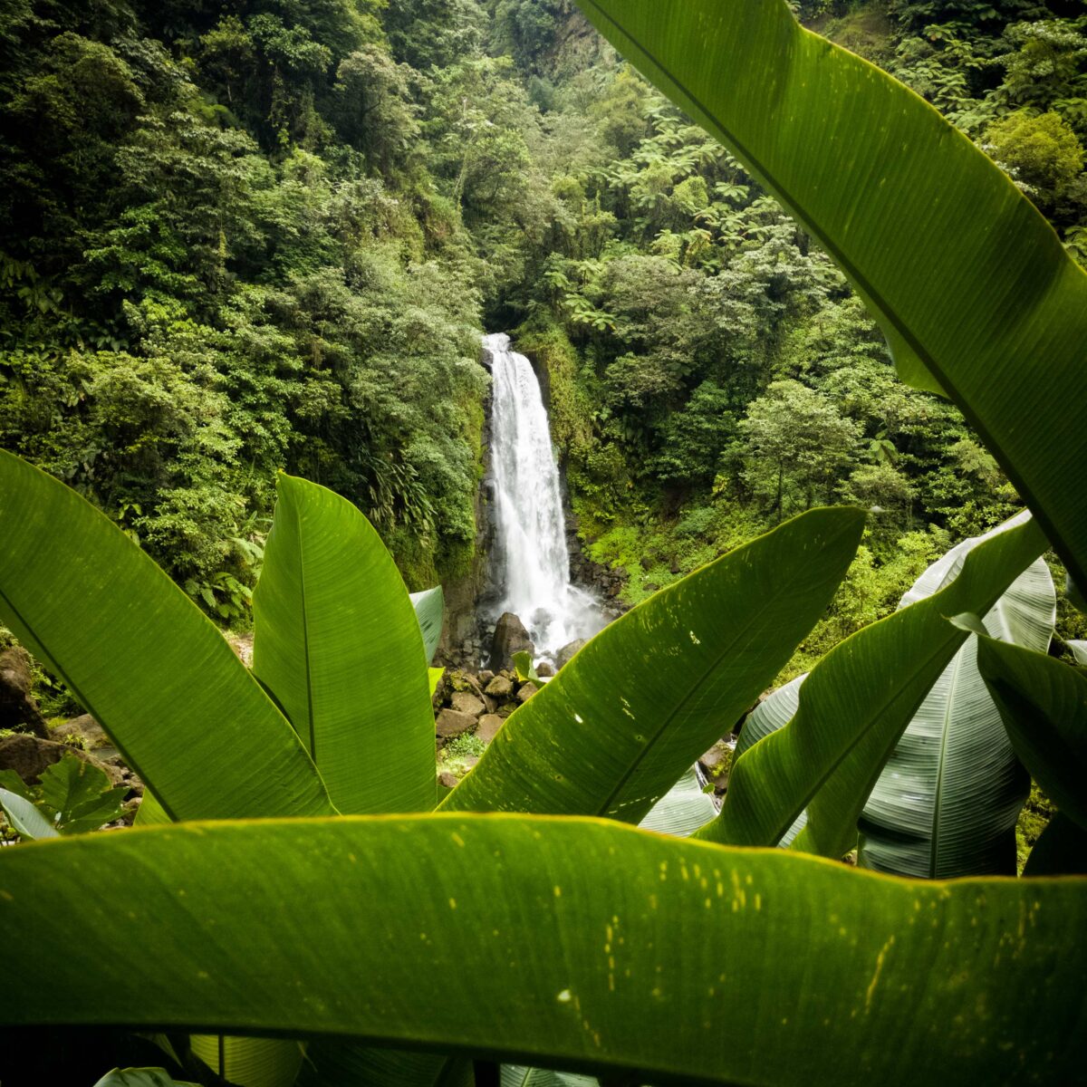 Our Vision Mission And Goal Coalition For Rainforest Nations