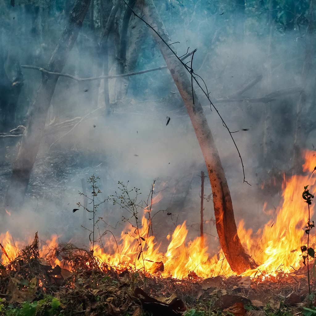 Deforestation_subpic_C3
