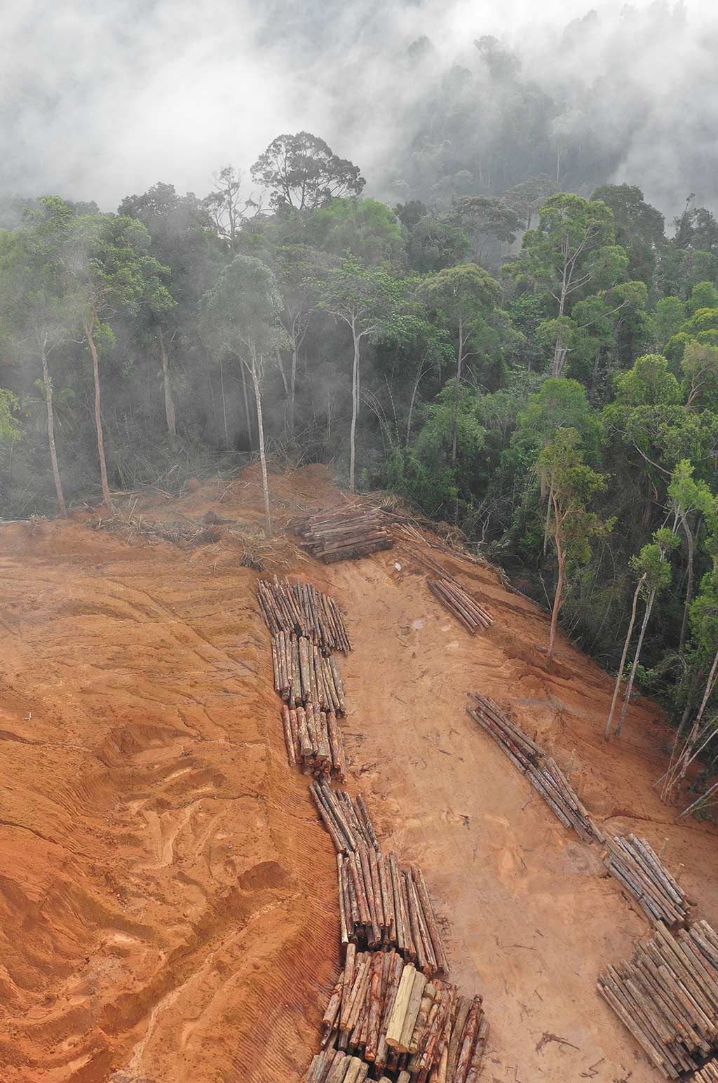Deforestation_subpic_D4