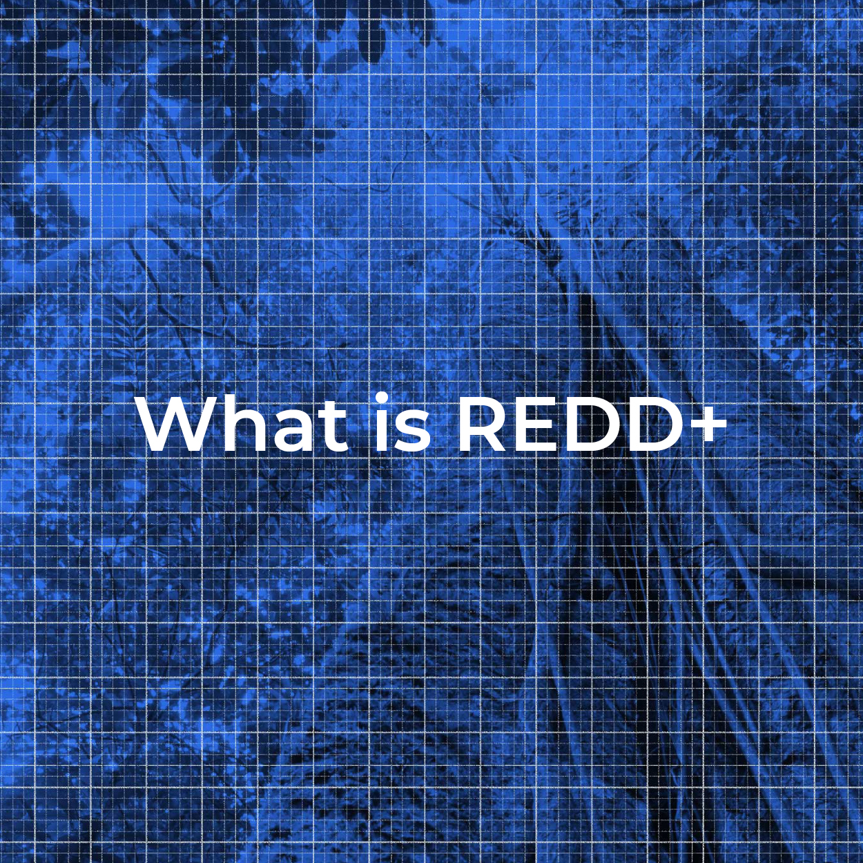 How does REDD+ work? - Coalition Rainforest Nations