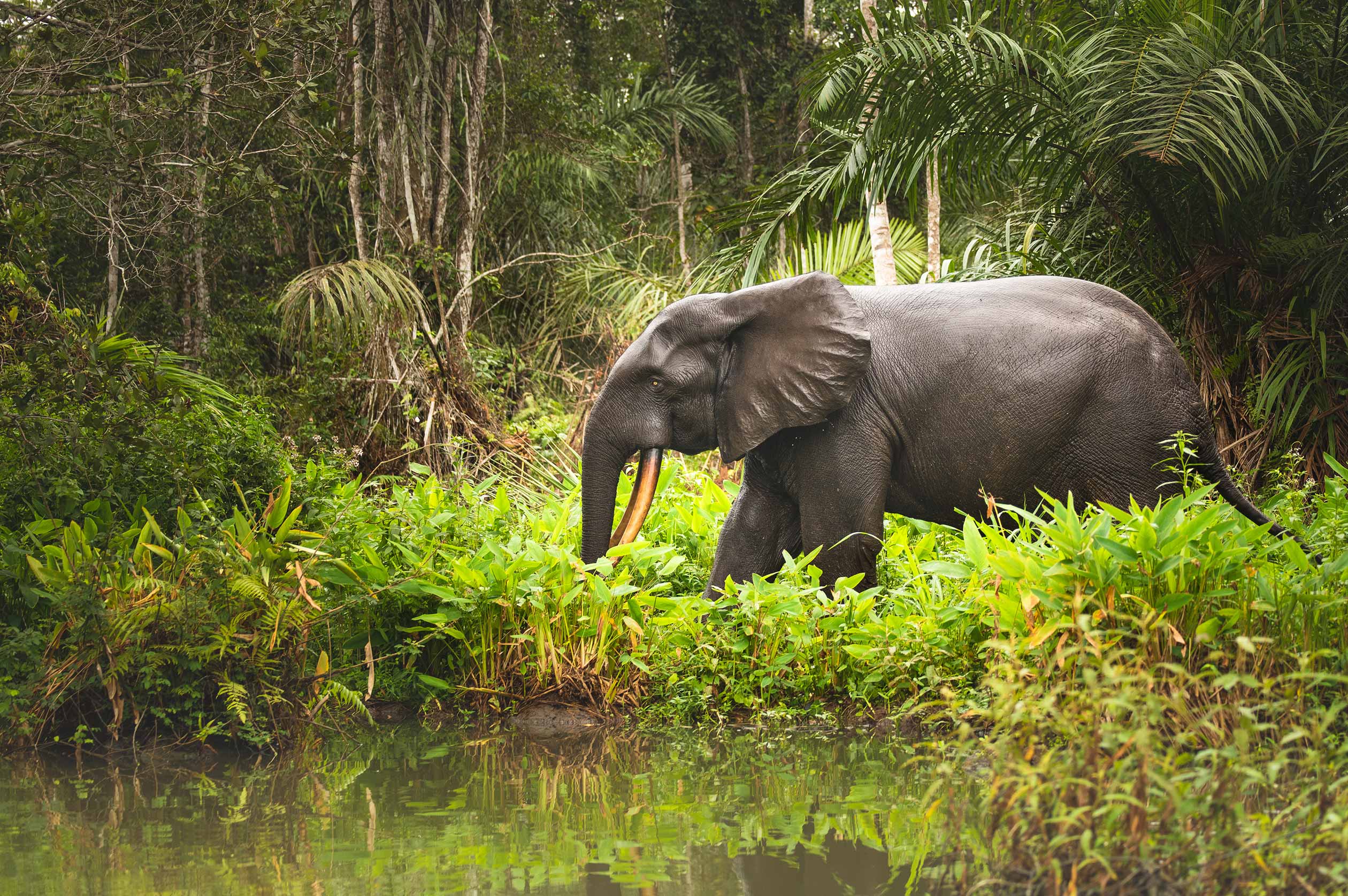 CfRN_Gabon_008