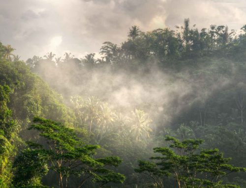 Webinar. COP27: Tropical Rainforests or Bust?