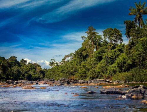 How CfRN Supports REDD+ Capacity-Building in Suriname