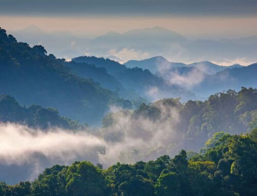 Support Rainforest Nations on International Forest Day