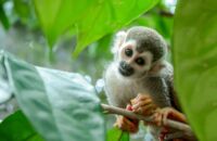 CfRN_Website_Banner_FAQ_A1