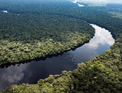 Cameroon submits its First Forest Reference Level to UNFCCC
